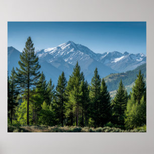 Nadelbäume mit Bergkulisse Poster