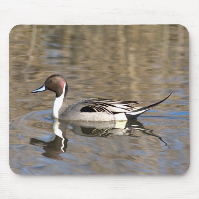 Nadelente schwimmt in einem Teich Mousepad (Vorne)