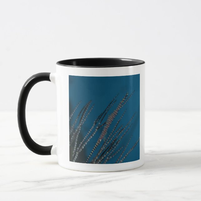 Nadelgarnele (Tozeuma armatum) Unterwasser Tasse (Links)