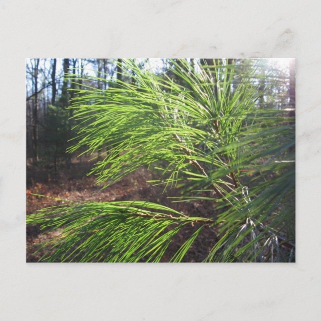 Nadeln Postkarte (Vorderseite)