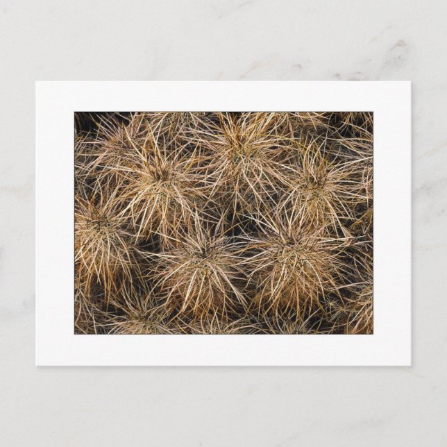 "Nadeln und Hay Stacks" Postkarte (Vorderseite)