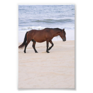 Nag am Strand, Außenbanks North Carolina Fotodruck