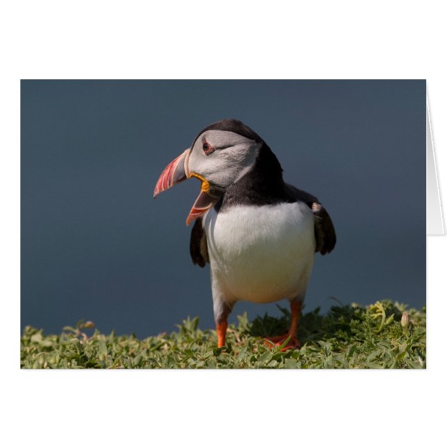 Nagging Puffin (Vorderseite (Horizontal))