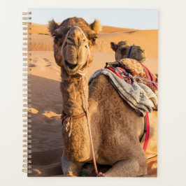 Nah auf lustigem Kamel in der Wüste Oman Wahiba Planer