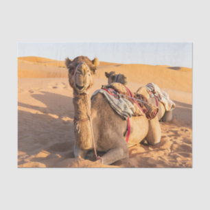 Nah auf lustigem Kamel in der Wüste Oman Wahiba Seidenpapier