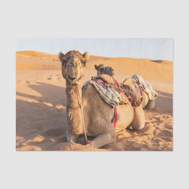 Nah auf lustigem Kamel in der Wüste Oman Wahiba Seidenpapier (Vorderseite)