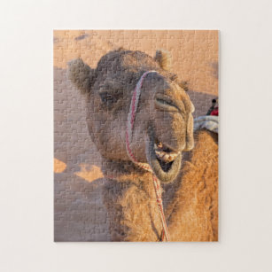 Nah auf lustigem Kamelkopf in der Wüste Oman Wahib