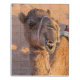 Nah auf lustigem Kamelkopf in der Wüste Oman Wahib Puzzle (Puzzle Vertikal)