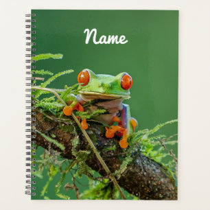 Nah aus einem Mit Augen Baumfrosch Planer