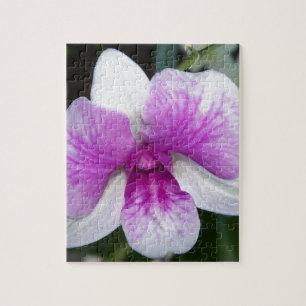 nah aus einer wunderschönen lila-weißen Orchidee