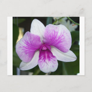 nah aus einer wunderschönen lila-weißen Orchidee Postkarte