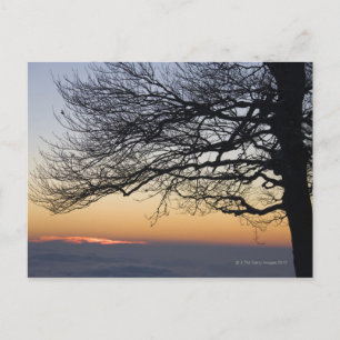 Nah bei Sonnenuntergang, Silhouette Postkarte