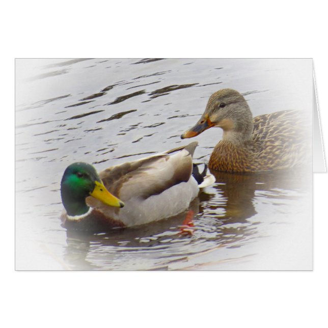 Nah bleibe - Mallard Duck Pair (Vorderseite (Horizontal))