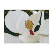 Nah blüht die südweiße magnolische Blume auf
