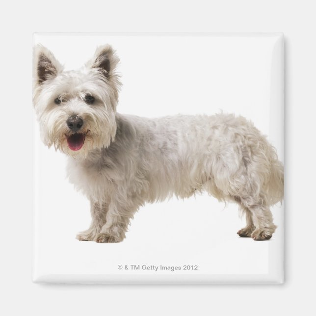 Nah ein Terrier Magnet (Vorne)
