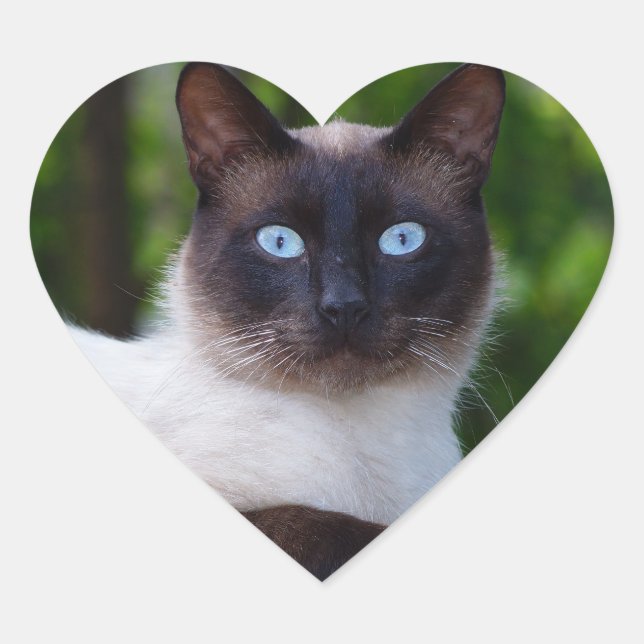 Nah einer Siamkatze mit blauen Augen Herz-Aufkleber (Vorderseite)