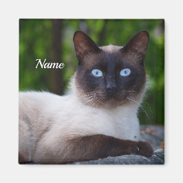 Nah einer Siamkatze mit blauen Augen Magnet