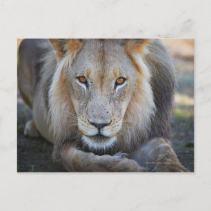 nah eines männlichen Löwen, Panthera leo, Postkarte