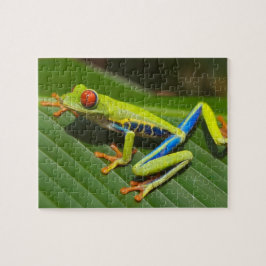 Nah mit einem Mit Augen Roten Baumfrosch auf einem