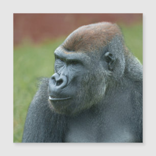 Nah mit Gorilla Lope: Das bezaubernde Portrait von Magnetkarte