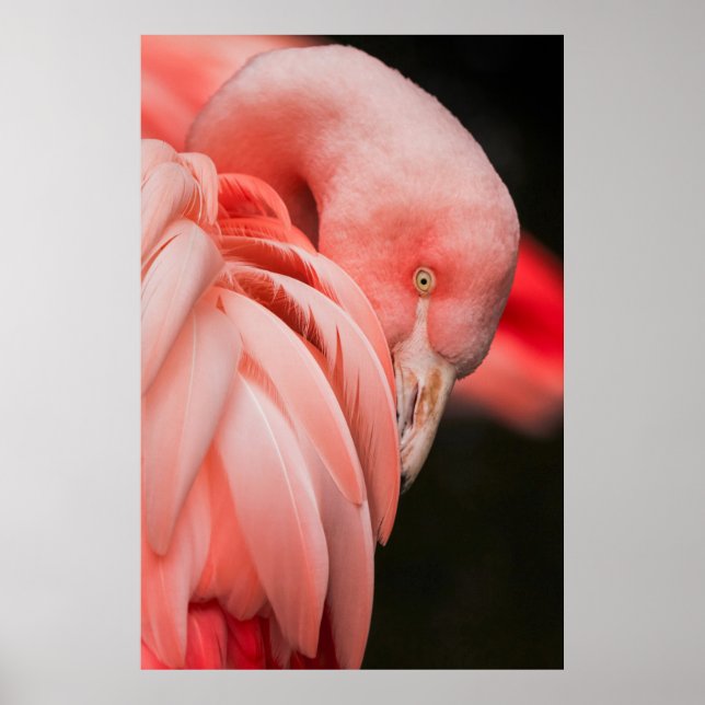 NAH-OBEN-FOTOGRAFIE EINES PINKVOGELS POSTER (Vorne)