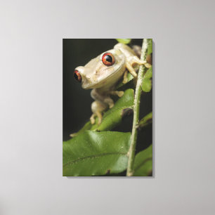 Nah oben vom Baum- des Waldesfrosch (Leptopelis Leinwanddruck
