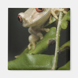 Nah oben vom Baum- des Waldesfrosch (Leptopelis Magnet