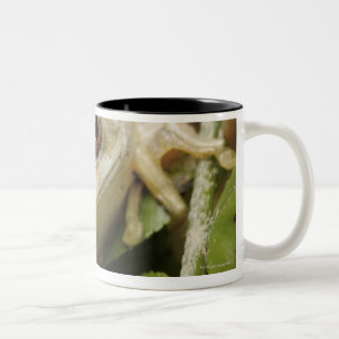 Nah oben vom Baum- des Waldesfrosch (Leptopelis Zweifarbige Tasse