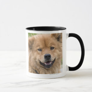 Nah oben vom Chow-Chow Mischungshund draußen Tasse
