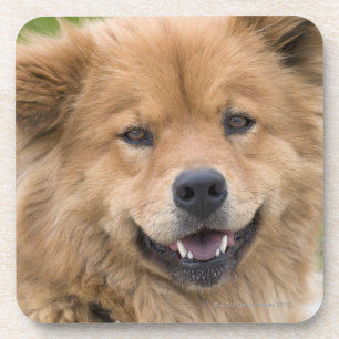 Nah oben vom Chow-Chow Mischungshund draußen Untersetzer
