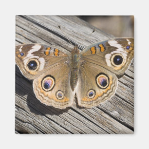 Nah oben vom gemeinen Rosskastanienschmetterling Magnet