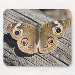 Nah oben vom gemeinen Rosskastanienschmetterling Mousepad