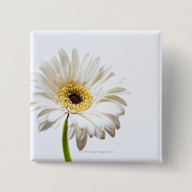 Nah oben vom Gerbera-Blumenkopf Button (Vorderseite)