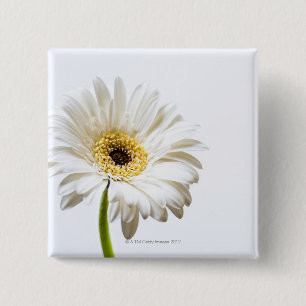 Nah oben vom Gerbera-Blumenkopf Button