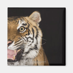 Nah oben vom Gesicht des Brüllentigers Magnet