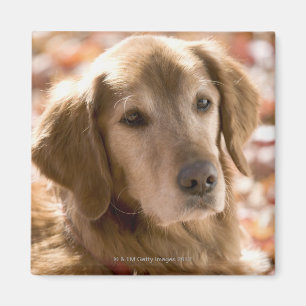 Nah oben vom goldenen Labrador-Retrieverhund Magnet