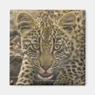 Nah oben vom Leoparden, größerer Kruger Magnet