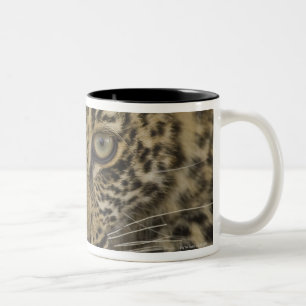 Nah oben vom Leoparden, größerer Kruger Zweifarbige Tasse