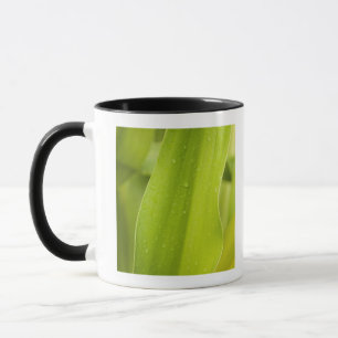 Nah oben vom nassen tropischen Blatt Tasse