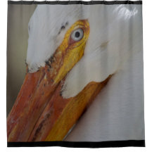 Nah oben vom weißen Pelikan mit blauem Auge
