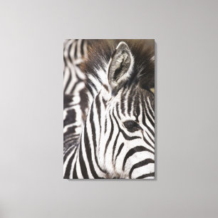 Nah oben vom Zebra Leinwanddruck