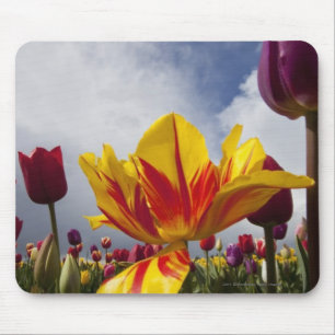 Nah oben von den bunten blühenden Tulpen in Oregon Mousepad