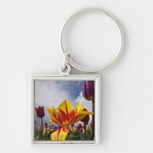 Nah oben von den bunten blühenden Tulpen in Oregon Schlüsselanhänger