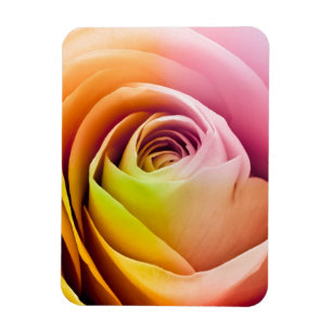 Nah oben von den bunten Rosen-Blumenblättern Magnet