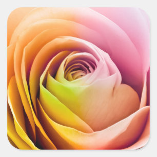 Nah oben von den bunten Rosen-Blumenblättern Quadratischer Aufkleber