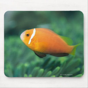 Nah oben von den Malediven-Anemonenfischen, Mousepad