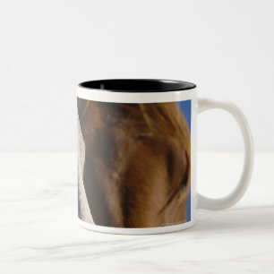 Nah oben von den Pferden Zweifarbige Tasse