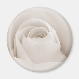Nah oben von den weißen Rosen-Blumenblättern Magnet