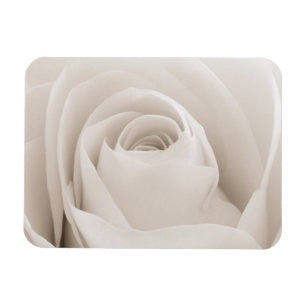 Nah oben von den weißen Rosen-Blumenblättern Magnet