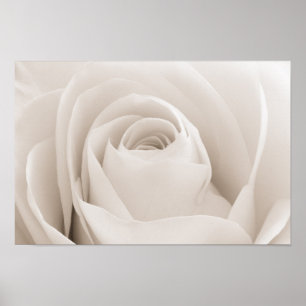 Nah oben von den weißen Rosen-Blumenblättern Poster